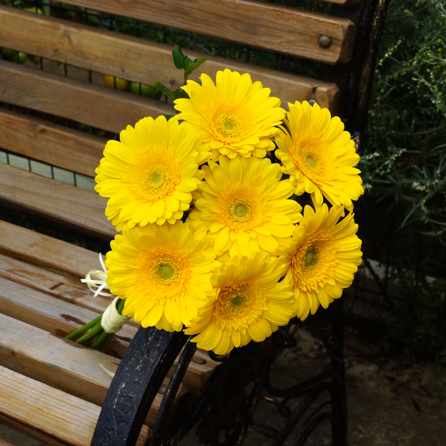 Герберы желтые - Купить цветы